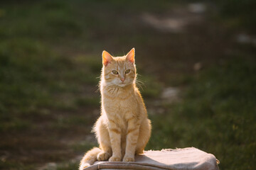 Orange cat sitting outdoors with golden backlight