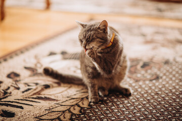 Domestic cat grooming its paw for cleanliness
