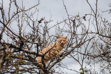 Orange cat exploring bare winter tree branches