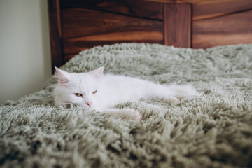 White cat relaxing on soft green bedspread