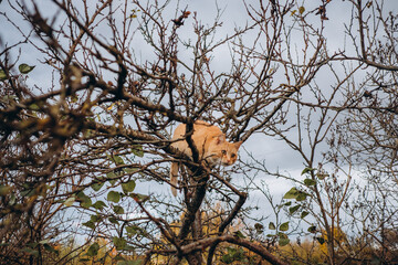 Ginger cat climbing bare tree branches in autumn