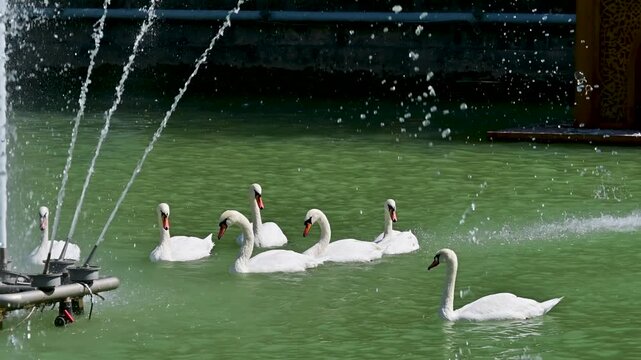 Close-Up of Swans at Lyabi Khause Pond in Bukhara, Uzbekistan