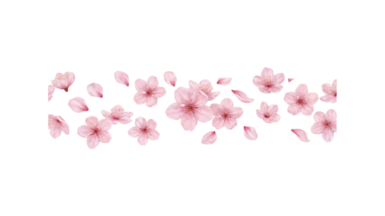 Spring cherry blossom flowers and petals isolated on transparent background. Pink sakura floral elements scattered horizontally. Elegant seasonal floral PNG for design, invitations and overlays.