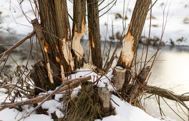 Trees gnawed by beavers, traces of beaver presence near the river