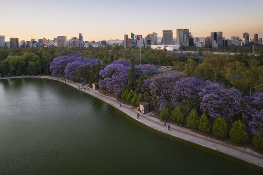 Aerial view of the tranquil Chapultepec Lake reflecting the sky, bordered by vibrant purple jacaranda trees and the distant skyline, Mexico City, Mexico.