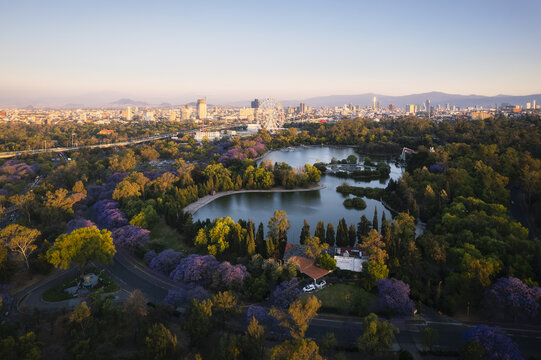 Aerial view of Chapultepec Park's tranquil lake reflects the golden sunset, framed by a canopy of purple jacaranda trees, Mexico City, Mexico.