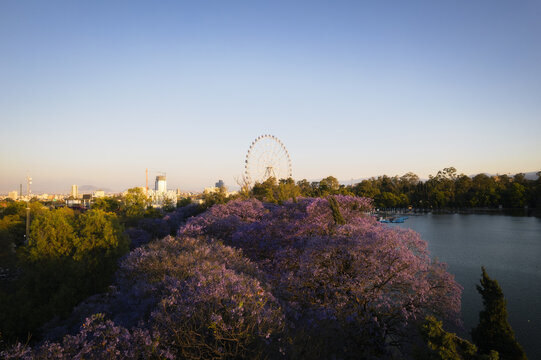 Aerial view of the vibrant purple jacaranda trees contrasting against the tranquil lake and the iconic Ferris wheel, Chapultepec Park, Mexico City, Mexico.