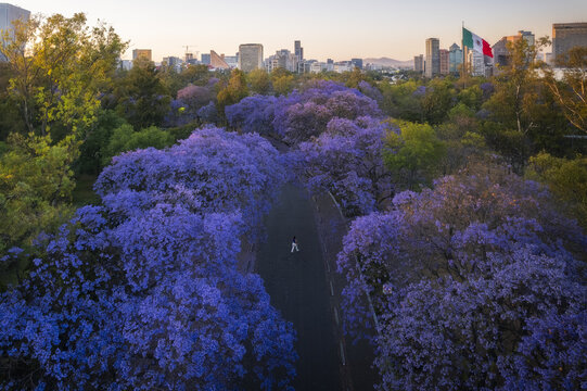 Aerial view of vibrant purple jacaranda trees bloom fiercely in Chapultepec Park, contrasting against the distant skyline. Mexico City, Mexico.