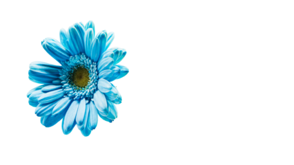 青いガーベラの花 マクロ撮影 背景透過素材