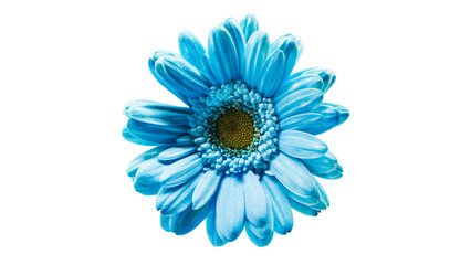 青いガーベラの花 マクロ撮影 背景透過素材