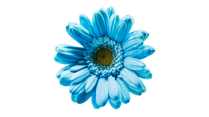 青いガーベラの花 マクロ撮影 背景透過素材