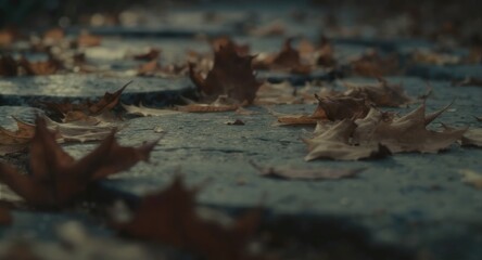 Autumn leaves on a stone path