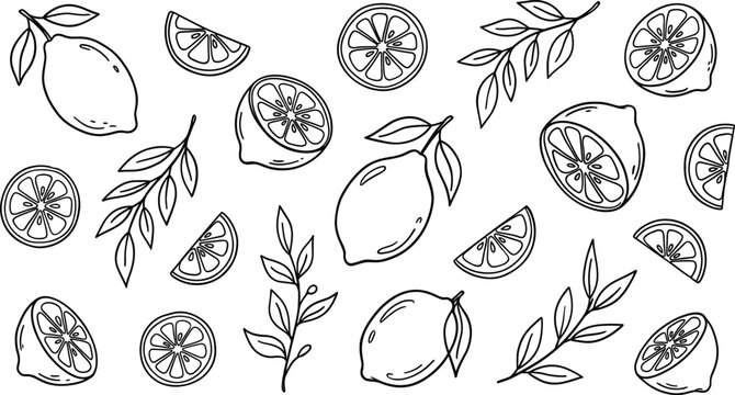 Hand Drawn Lemon Fruit and Citrus Leaf Line Art Elements for Summer Pattern Design