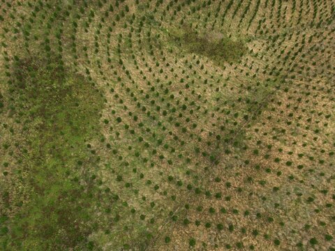 Aerial view of a reforested landscape where lines of young trees create a textured, almost hypnotic effect against the contrasting earth tones, Wanaka, Canterbury, New Zealand.