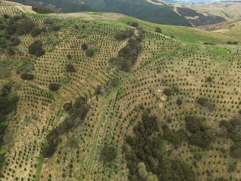 Aerial view of a reforested landscape where orderly rows of young trees meet patches of native bush under the soft light, Wanaka, Canterbury, New Zealand.