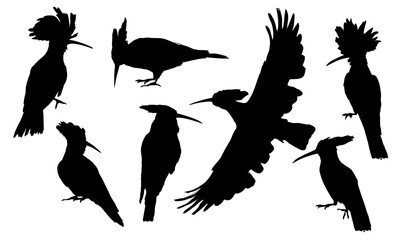 Eurasian hoopoe silhouette set. Upupa epops. Wild bird of Europe, Asia, and Africa. Realistic vector animal. © AnnstasAg