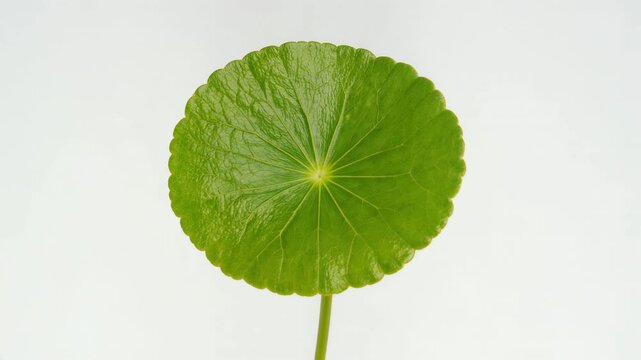 Centella asiatica leaf for soothing skincare concept