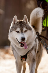 Obraz premium Close-up portrait of Siberian Husky on leash in winter forest, alert expression, fluffy fur and natural outdoor background.