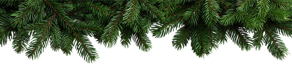 Close-up of Evergreen Branches Against Black Background