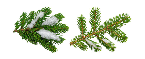 Green Evergreen Branches with Snow