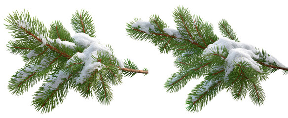 Snowy Pine Branches with Fresh Green Needles