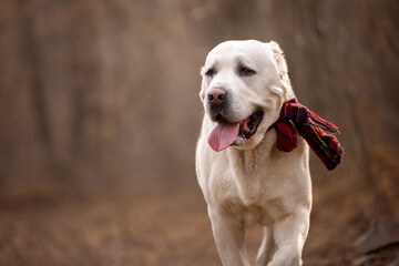 Obraz premium Central Asian Shepherd Dog walking through autumn forest wearing red scarf, happy dog enjoying outdoor activity and seasonal atmosphere.