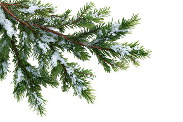 Snowy Pine Branch on Black Background
