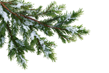 Snowy Pine Branch on Black Background