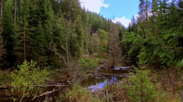 malerischer Wildwasserbach in urigem Wald - vom Biber angenagte Baumst&auml;mme, Idylle, Natur, Schwarzwald, Schlucht, Erholung, Auszeit, Wildnis, Wandern, Abenteuer, Abgeschiedenheit, Landschaft
