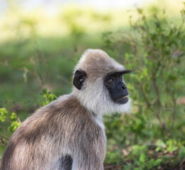 Obraz premium A monkey with a black face and a white face.