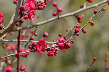 春の庭園で枝いっぱいに咲く濃い紅色の梅の花