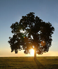 Majestic large tree with expansive green foliage standing in a sunlit meadow at golden hour with sun rays shining through branches Kalemegdan Fortress Belgrade Serbia Sunset sunny sun light sunburst
