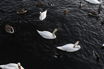 Duck and geese wondering around the bay of water.