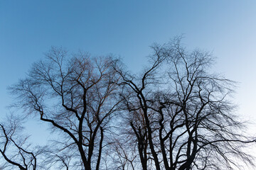 Dry tree branch on a winter day.