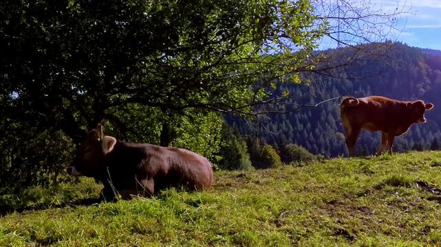 zwei K&uuml;he weiden auf einer friedlichen Wiese umgeben von von B&auml;umen und sanften H&uuml;geln, Rinder, Vieh, Landwirtschaft, Landleben, Natur, Tiere - Ruhige l&auml;ndliche Idylle