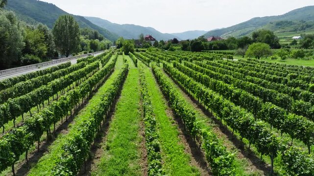 Aerial view of vineyards in Wachau Valley Austria. Grape vines grow on the banks of the Danube in a beautiful nature landscape.