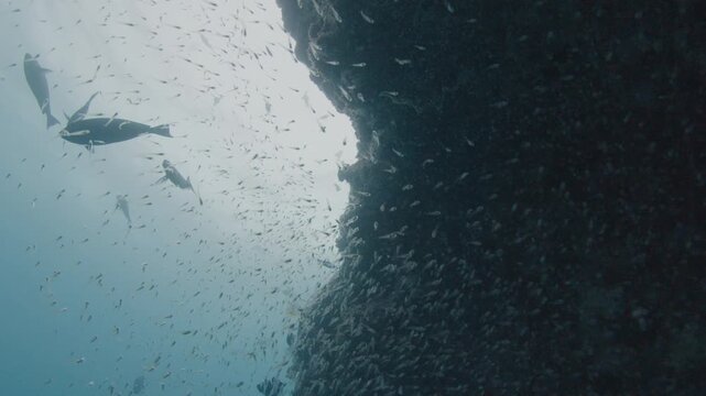 School of baitfish hides under the rock. Underwater deep sea scene with tiny fish