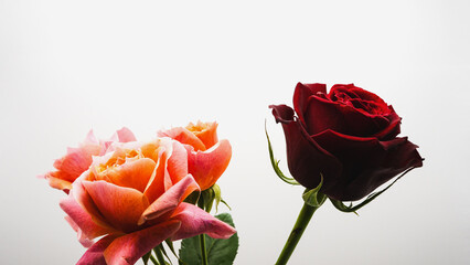 白背景に映える薔薇のマクロ撮影