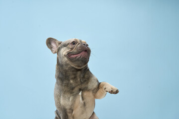 The dog lifts one paw in the air with a tilted head and playful stance. It stands confidently on a blue studio floor.