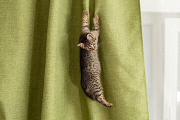 Cute gray tabby kitten hanging  and climbing on a green fabric curtain © Dorin