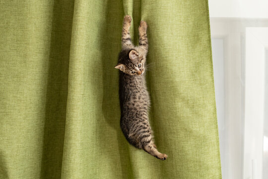 Cute gray tabby kitten hanging  and climbing on a green fabric curtain