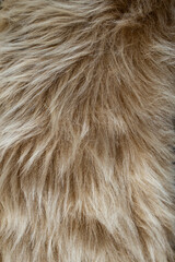 Long hair beige fur close up structure texture , full frame abstract backdrop