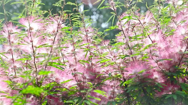 The pink Suriname jacaranda plant
