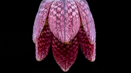 Close up fritillaria meleagris, hazel grouse flowers on a black background. Extreme flower close-up.