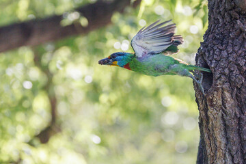 Obraz premium Front view of a Taiwan Barbet flying out of its nest hole with a fecal sac in its beak.