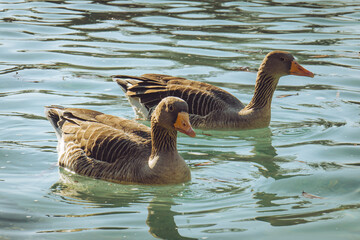 Ducks on the Lake at Sunset in Parc de la Ciutadella