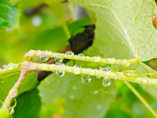 drops on green tree branches. trees and rain. large raindrops on a branch.