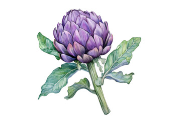 Fototapeta premium Watercolor Purple Artichoke Vector Illustration with Leaves Isolated on Transparent Background Culinary Clipart