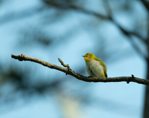 Obraz premium Indian white eye perched on a slender , curved tree branch against a clear blue sky background.