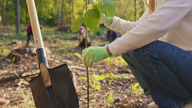 Close view of woman planting young tree seedling. Caucasian female kneeling and holding sapling carefully. Man with shovel standing nearby female. Reforestation activity in forest area.
